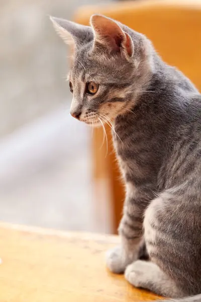 Cute Gray Kitten Baby Cat Sitting Table Stock Photo