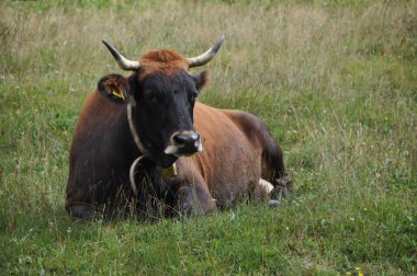 Ender bulunan bavyera boynuzuyla dinlenen inek.