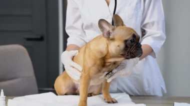 Veteriner kadın veteriner veteriner kliniğinde steteskopla köpek ciğeri dinliyor. Hayvan bakımı konsepti.