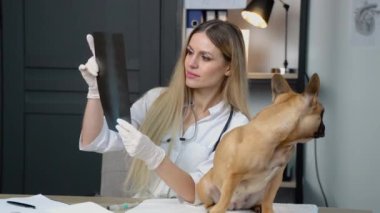 Veteriner kliniğinde köpeklerin röntgenlerini inceleyen veteriner. Hayvan bakımı konsepti.