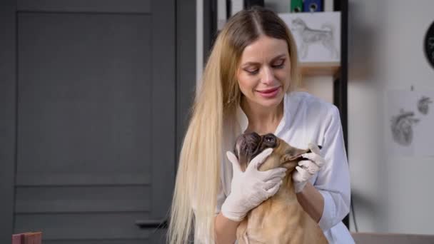 Jonge Vrouwelijke Dierenarts Controleren Van Hond Dierenkliniek — Stockvideo