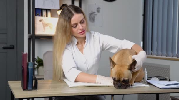 Vrouwelijke Dierenarts Aaien Schattig Frans Bulldog — Stockvideo