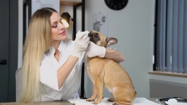 Žena Veterinární Lékař Kapající Uši Psa — Stock video