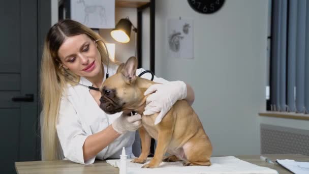 兽医诊所的女兽医用听诊器倾听狗肺 — 图库视频影像