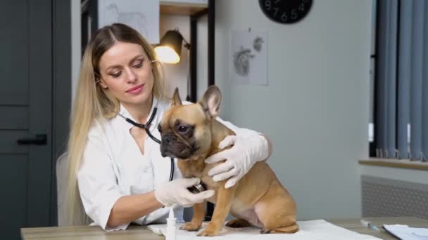 Mulher Veterinária Escuta Pulmões Cão Com Estetoscópio Clínica Veterinária — Vídeo de Stock