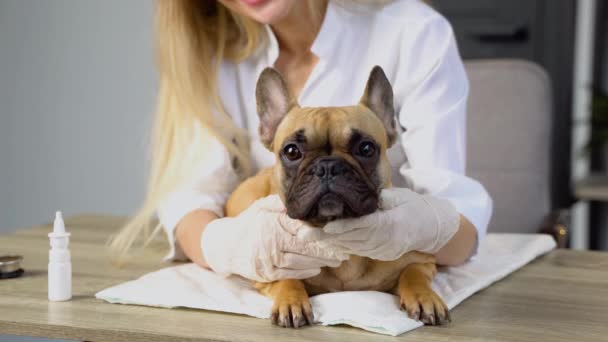 Divertido Bulldog Francés Cita Veterinarios — Vídeo de stock