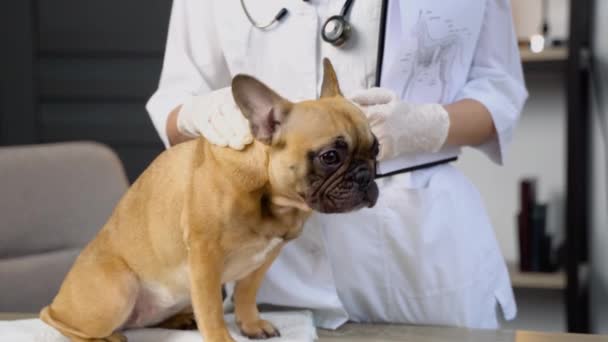 Veterinaria Femenina Con Estetoscopio Acariciando Adorable Bulldog Francés — Vídeo de stock