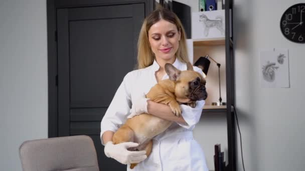 Retrato Médico Veterinario Con Bulldog Francés Adulto Clínica — Vídeos de Stock