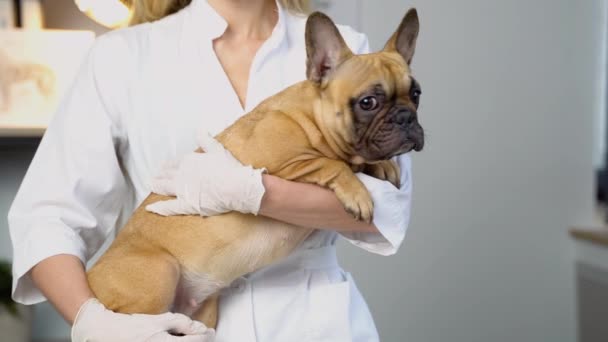 Retrato Médico Veterinario Con Bulldog Francés Adulto Clínica — Vídeo de stock