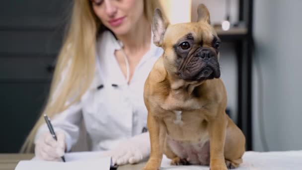 Medycyna Opieka Nad Zwierzętami Koncepcja Ludzi Lekarz Schowkiem Robi Notatki — Wideo stockowe