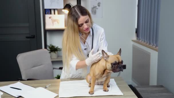 Ветеринарний Лікар Шприцом Робить Єкцію Вакцини Французького Бульдога Ветеринарній Клініці — стокове відео