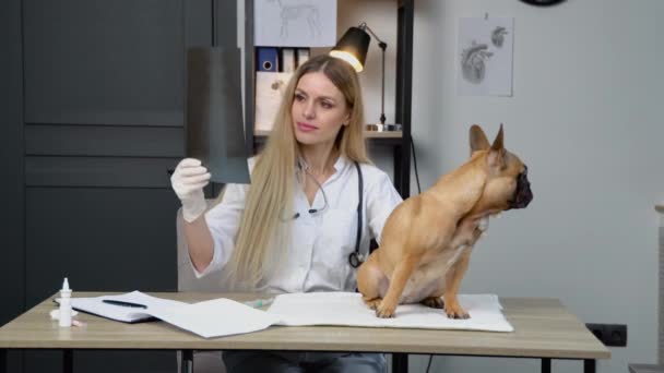 Médico Veterinario Con Perro Examinando Los Perros Rayos Clínica Veterinaria — Vídeos de Stock
