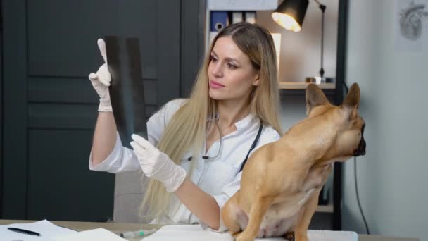 Dierenarts Met Hond Onderzoeken Honden Ray Veterinaire Kliniek Dierenverzorging — Stockvideo