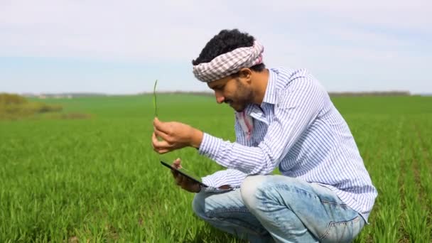 Индийский Агроном Осматривает Пшеницу Выращиваемую Сельскохозяйственном Поле Концепция Производства — стоковое видео