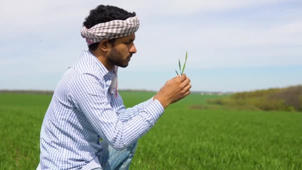 Agricultor Indiano Segurando Planta Lavoura Seu Campo Trigo — Vídeo de Stock