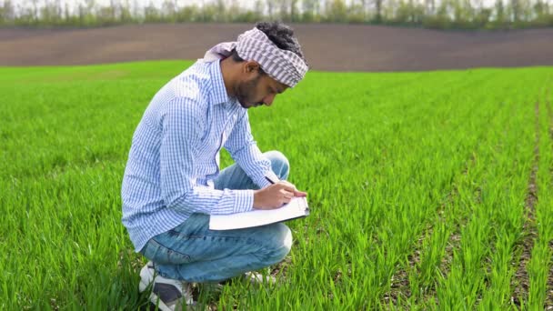 Индийский Фермер Проверяет Урожай Сельскохозяйственном Поле Сохнут Колосья Пшеничного Поля — стоковое видео