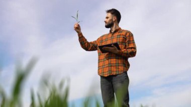 Buğday tarlasında ekin yetiştiren çiftçi.