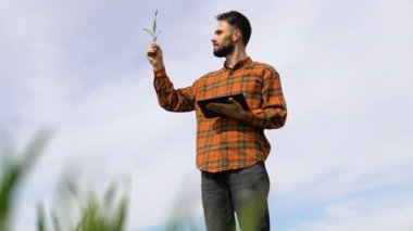 Buğday tarlasında ekin yetiştiren çiftçi..