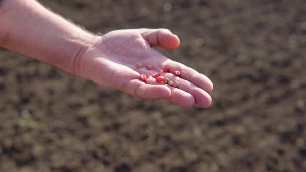 Időskorú Mezőgazdasági Termelő Kukoricamagot Tart Kezében Vetés Előtt — Stock videók