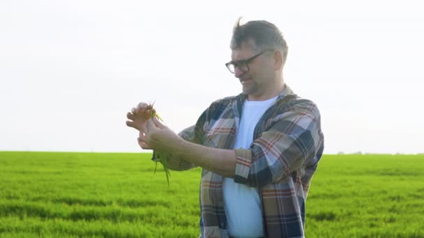 Senior Farmer Holding Crop Plant His Wheat Field — Stock Video