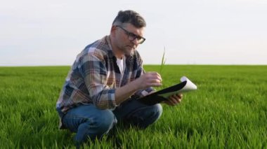 Kıdemli çiftçi büyüyen buğday tarlasında oturuyor. Başarılı bir tohum ektikten sonra ekinleri inceliyor..