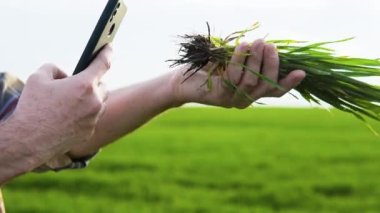 Kıdemli tarım uzmanı buğday tarlasında bir ekin bitkisinin fotoğrafını çekiyor.