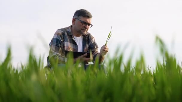彼の手にタブレットで小麦畑のシニア農家と小麦の成長を調べる — ストック動画