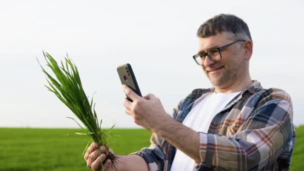 Senior Agronomist Makes Photo Crop Plant Wheat Field — Stock Video