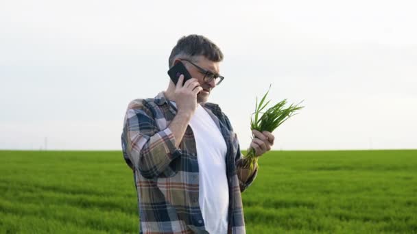 六十多岁的农民在田间试验小麦种植和电话交谈 — 图库视频影像