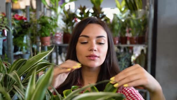 花の店で働いている間 葉から植物の世話をする葉を拭くエプロンの女性庭師 — ストック動画