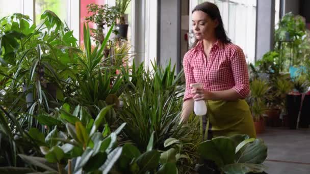 가게에 화분에 미소짓는 여인의 온실에서 식물을 돌보기 분무기를 사용하는 조경가 — 비디오