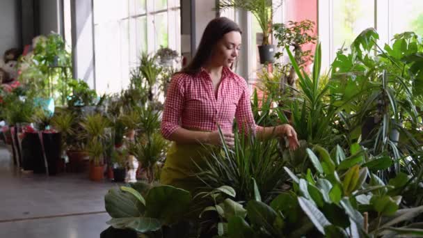 庭師は花屋で花や植木鉢をチェックします 女性の温室労働者 幸せな植物学者クローズアップ 小規模事業主 — ストック動画