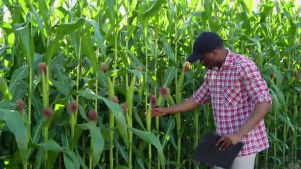 Osoba Sprawdzająca Rośliny Kukurydzy Polu Trzymająca Podkładkę Nosząca Koszulę Kratę — Wideo stockowe
