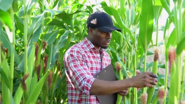 Работает Кукурузном Поле Африканский Американский Фермер Работает Кукурузном Поле — стоковое видео