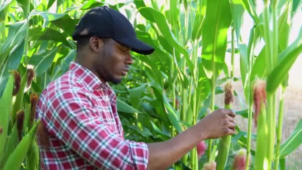 Afrykański Rolnik Badający Rośliny Kukurydzy Polu — Wideo stockowe