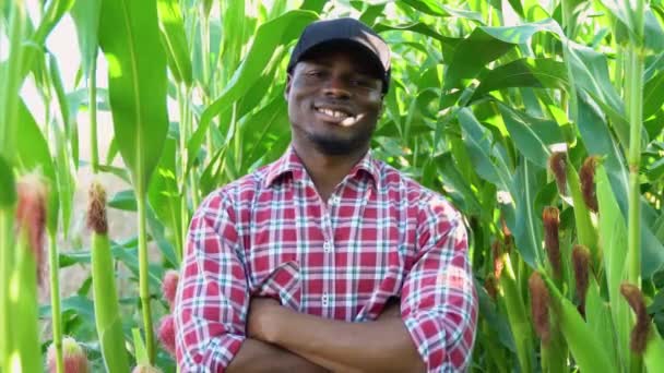 Corn Field Black Man Farmer Stands Field Corn Plants — Stock Video