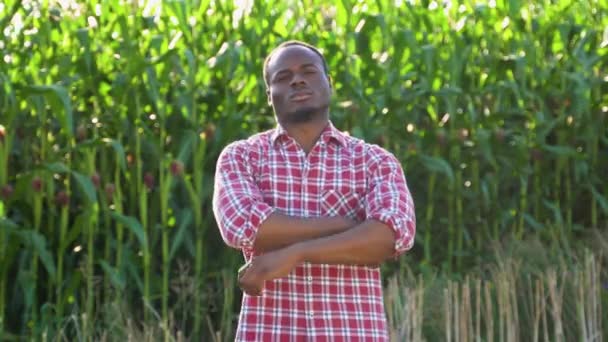 Black Farmer Standing Green Corn Field — Stock Video