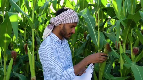 Jovem Agricultor Indiano Trabalhando Campo Milho — Vídeo de Stock