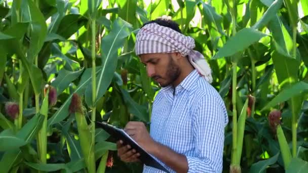 Fazendeiro Indiano Inspecionando Campo Milho Usando Tablet Para Registrar Informação — Vídeo de Stock