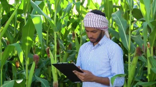Agricoltore Indiano Che Ispeziona Piante Mais Campo Indossa Una Camicia — Video Stock