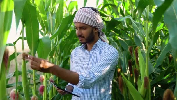 Индийский Фермер Осматривает Выращивание Кукурузы Поле Планшетом — стоковое видео