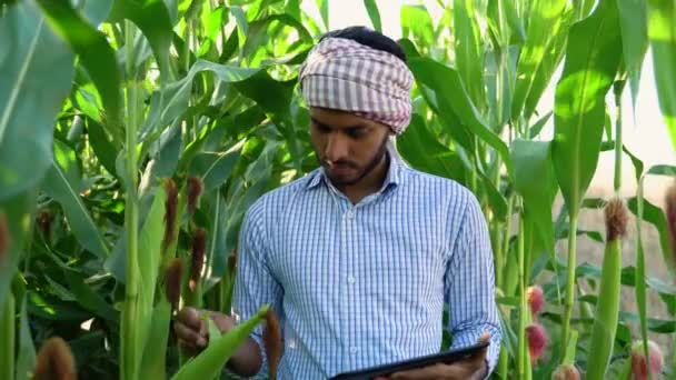 Agricultor Indiano Inspecionando Crescimento Milho Campo Com Tablet — Vídeo de Stock