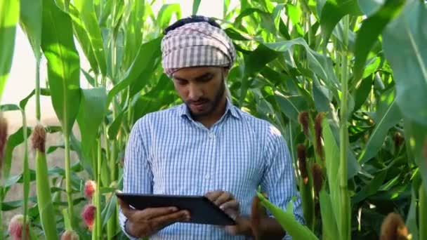 Індійський Фермер Оглядає Ріст Кукурудзи Полі Таблетками — стокове відео