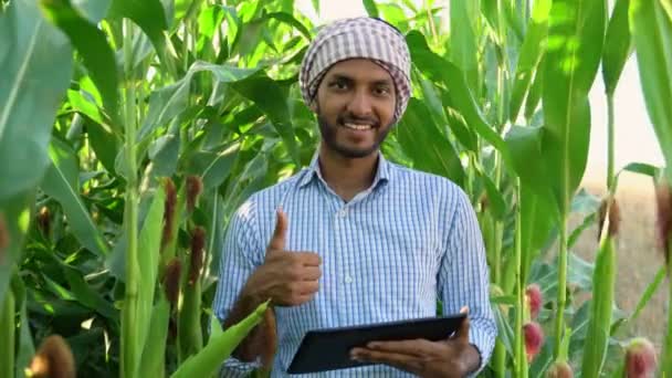Agricoltore Indiano Che Ispeziona Piante Mais Campo Indossa Una Camicia — Video Stock