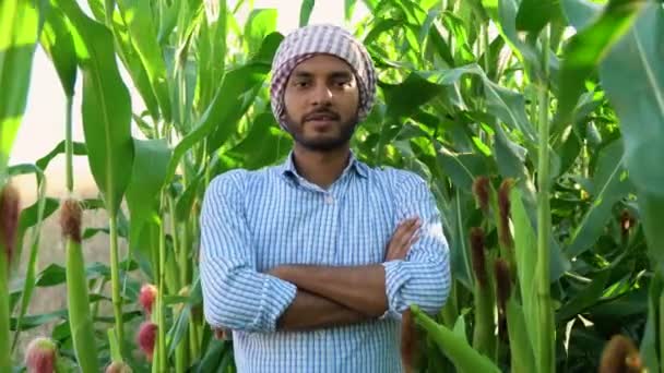 Retrato Agricultor Indiano Campo Milho Antes Colheita — Vídeo de Stock