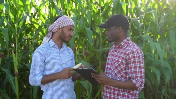 Két Ember Áll Kukoricaföldön Indiai Afrikai Gazdák Állnak Kukoricamezőn Egy — Stock videók