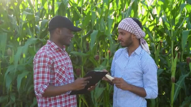 Два Фермера Проверяют Кукурузные Культуры Помощью Буфера Обмена Изучают Качество — стоковое видео