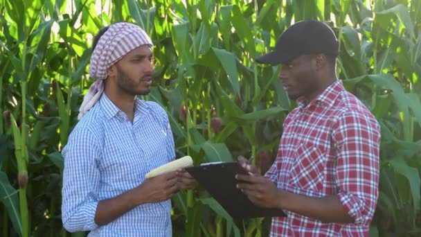 Dua Petani Memeriksa Tanaman Jagung Dengan Papan Klip Melihat Kualitas — Stok Video