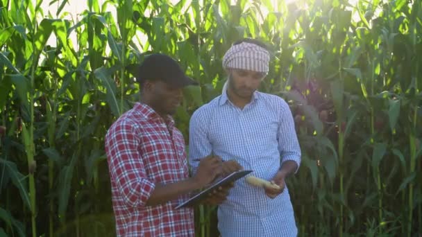 Két Mezőgazdasági Termelő Ellenőrzi Kukoricatermést Írótáblával Megvizsgálva Növények Minőségét Növekedését — Stock videók