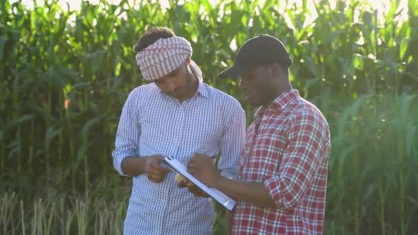 Dua Petani Memeriksa Tanaman Jagung Dengan Papan Klip Melihat Kualitas — Stok Video